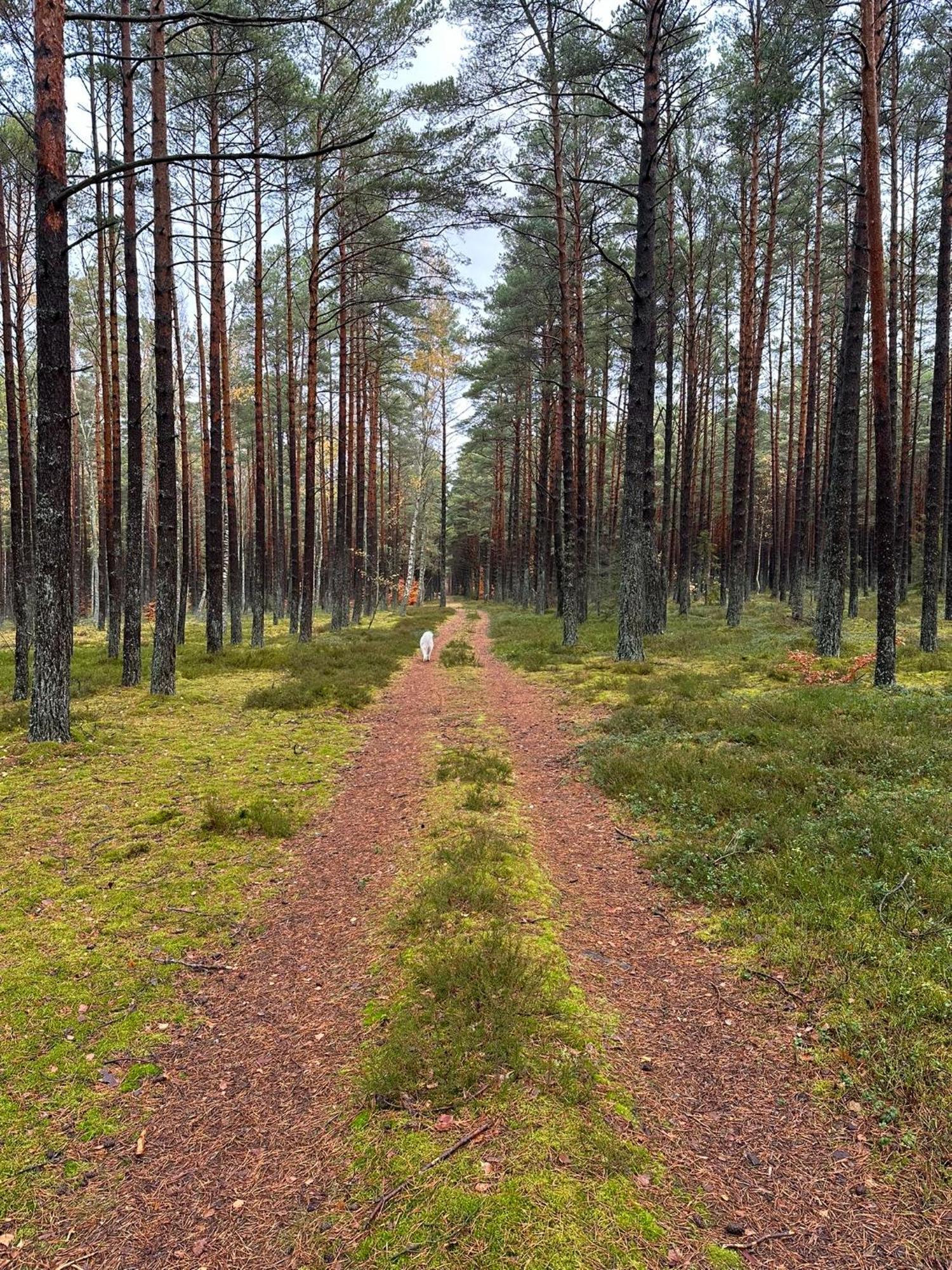 Domki Skandynawskie Kopalino Buitenkant foto